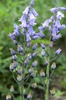 Blue Flowers