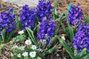Plant in Bloom