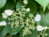Flat-topped, lace-cap cluster of white flowers.