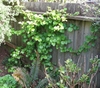 vine clinging to a wooden fence.