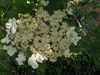 Close-up of flat-topped, lace-cap inflorescence of white flowers