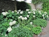 A low hedge with large leaves & pompoms of white flowers.