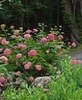 Hydrangea arborescens 'Invincibelle Spirit'
