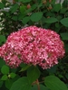Low shrub with pompom clusters of pink flowers.