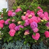 Hydrangea macrophylla 'Glowing Embers'