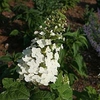 Hydrangea quercifolia
