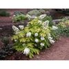 Form in bloom