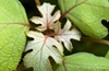 Hydrangea quercifolia