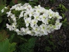 Hydrangea quercifolia 'Snowflake'