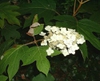 Hydrangea quercifolia 'Snow Queen'