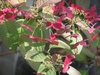 Hydrangea serrata