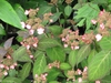 Hydrangea serrata