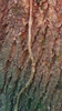 Stem with aerial roots