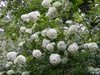 Form in full bloom (Buncombe County, NC)