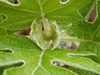 Hydrangea Quercifolia 'Alice'