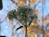 Hydrangea quercifolia 'Flemygea'