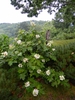 Hydrangea quercifolia 'Pee Wee'