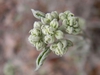 Hydrangea Quercifolia 'Alice'