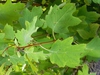 Hydrangea quercifolia 'Pee Wee'