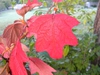 Hydrangea quercifolia 'Pee Wee'