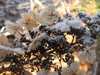Hydrangea quercifolia 'Flemygea'
