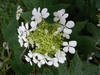 Hydrangea quercifolia 'Flemygea'