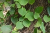 Dense foliage and dried, brown flower cluster.