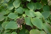 Dense foliage and dried, brown flower cluster.