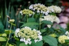 Close-up on white, lace-cap flower clusters.