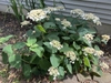 Shrub with white lace-cap inflorescences.
