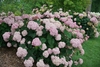Form of the shrub in bloom