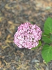 Light pink flowers in a large cluster