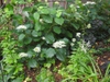 Hydrangea arborescens 'Haas' Halo'