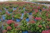 An array of potted shrubs with pompom clusters of pink flowers