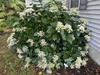 Shrub with white lace-cap inflorescences.