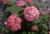 Shrub with large pompom clusters of pink flowers.