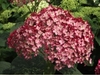 Closeup of cluster of dark red flowers