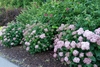 Group plant of the shrub in bloom