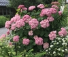 Shrub with large, pink pompom flower clusters.