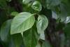 Green oval leaves
