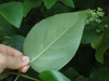 Underside of leaf