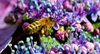Hydrangea with bee closeup
