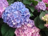 Hydrangea closeup