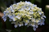 Hydrangea flowers