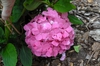 Hydrangea macrophylla