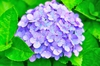 Hydrangea macrophylla