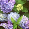 Hydrangea macrophylla