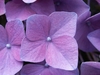 Hydrangea macrophylla