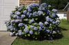 Hydrangea macrophylla