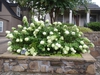 Hydrangea paniculata